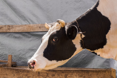 Dairy black and white spotted cow in the village. Closeup view of a cow head.の写真素材