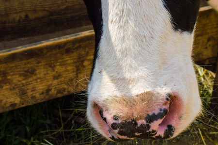 Dairy black and white spotted cow in the village.の写真素材