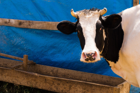 Dairy black and white spotted cow in the village. Portrait of a cow.の写真素材