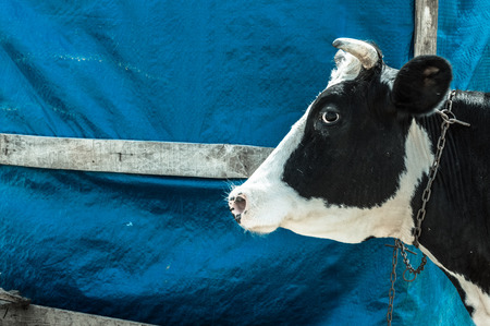 Dairy black and white spotted cow in the village. Cow standing near the barn.の写真素材