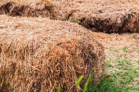 Closeup of hay bales in a village. Dry hay stacks in a rural scene.の写真素材