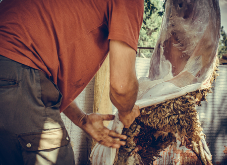 Muslim butcher man cutting a sheep for Eid Al-Adha. Eid al-Adha (Sacrifice Feast) is the second of two Muslim holidays celebrated worldwide each year.の写真素材