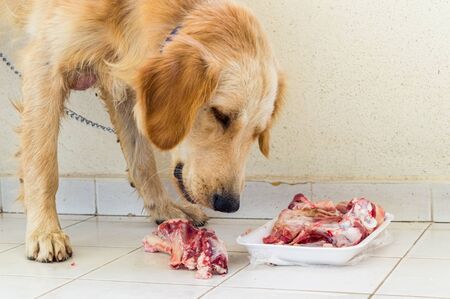 Young Golden Retriever dog eating fresh lamb bones in the balcony.の写真素材