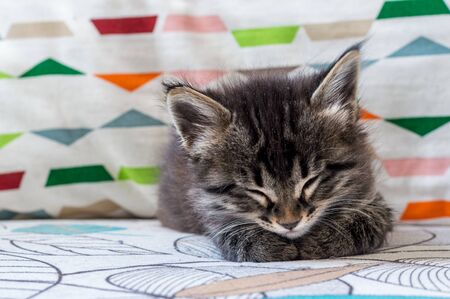 Portrait of a little tabby cat sleeping on an armchair at home.の写真素材