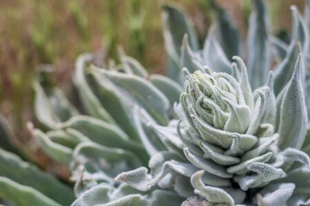 Type of a wild succulent plant growing in a field outdoorsの写真素材