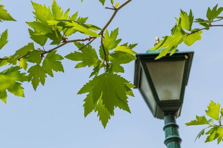 Plane tree leaves(Platanus Orientalis) and blurry street lamp over blue sky. Plane tree is known as a national tree in Turkey.の写真素材