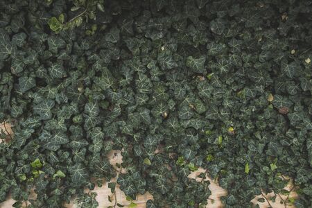 Vintage green ivy leaves growing on a wall in a garden.の写真素材