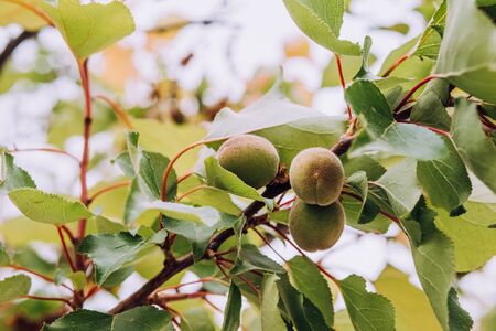 Unripe green apricot fruits growing on tree on blurry nature background. Young, green almonds on tree branch.の写真素材