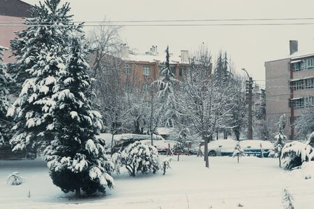 Snow-covered trees, garden and cars. View from the window.