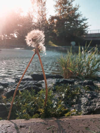 Selective focus on dandelion flowers near a pond in a public park.