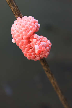pest pinkの写真素材