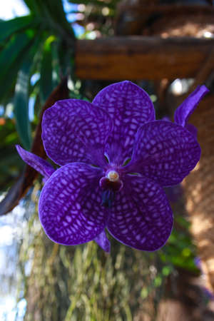 violet orchid