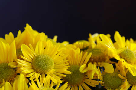 yellow  flowerの写真素材
