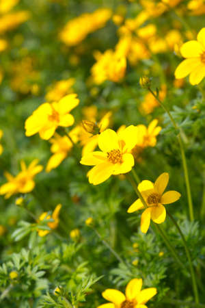 yellow  flowerの写真素材