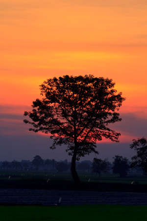 beautiful sunsetの写真素材