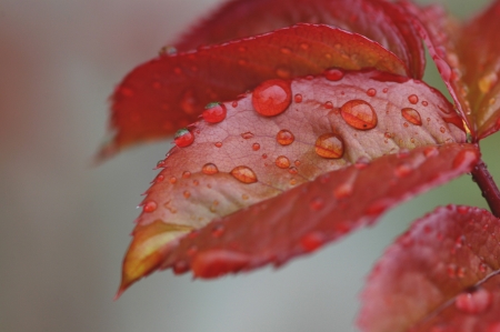 Leave with drops の写真素材