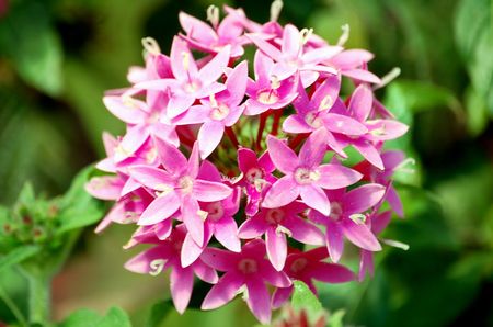 Pink ball of flower petalsの写真素材