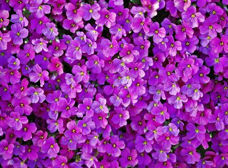 Blanket of purple flowersの写真素材
