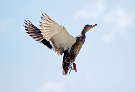 Duck flying into blue skyの写真素材