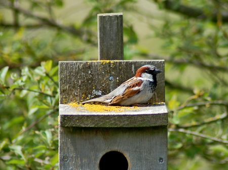 Brown bird on birdhouseの写真素材