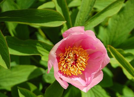 Pink blooming peonyの写真素材