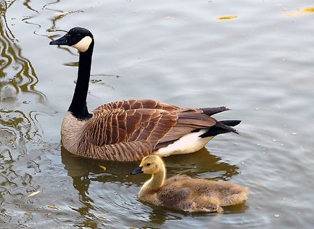 Mom goose and gosling