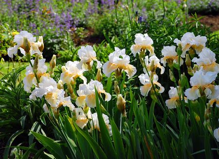 White irises