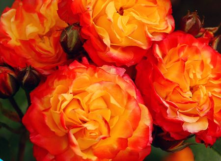 Bunch of orange rosesの写真素材