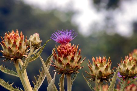 Cactus flowerの写真素材