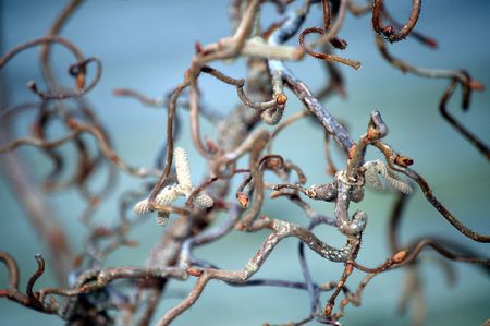 Curly branchesの写真素材