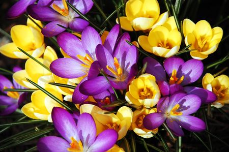 Purple and yellow spring flowersの写真素材