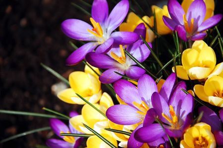 Spring crocusの写真素材