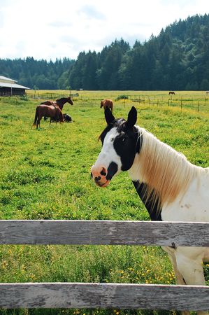Black and white horse in meadowの写真素材