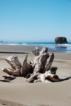 Driftwood on Oregon beachの写真素材