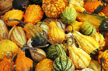Variety of pumpkins and gourdsの写真素材
