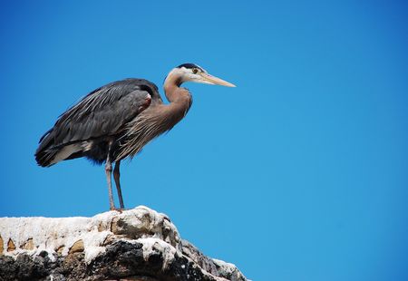 Great blue heronの写真素材