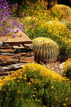 Cactus gardenの写真素材