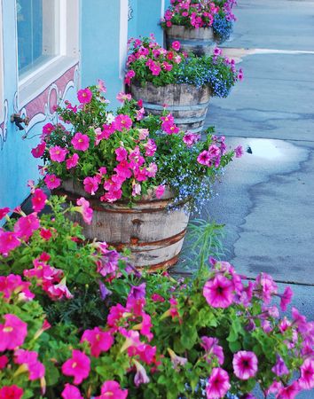 Petunia flower plantersの写真素材