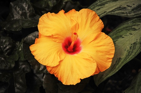 Orange hibiscus flower