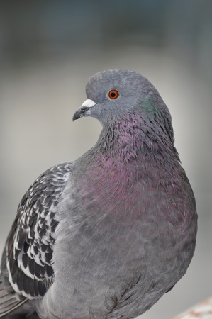 Gray pigeon looking into cameraの写真素材
