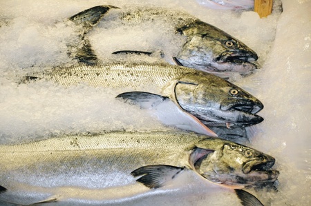 Fresh salmon at market