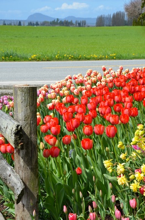 Field of tulips next to highwayの写真素材