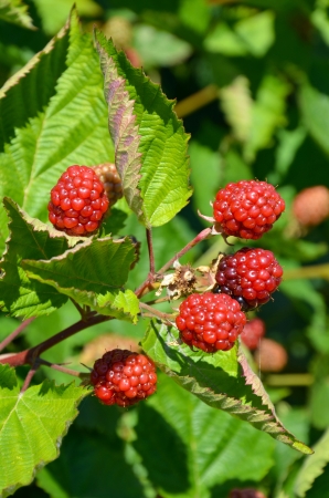 Red summer berries ready to be picked