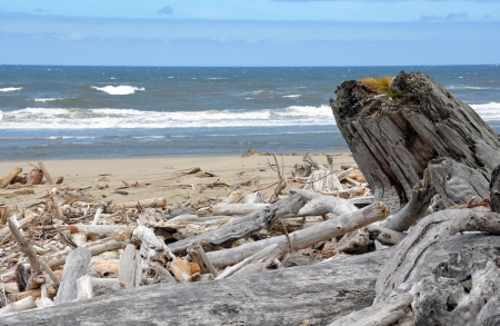 Driftwood on Oregon beachの写真素材