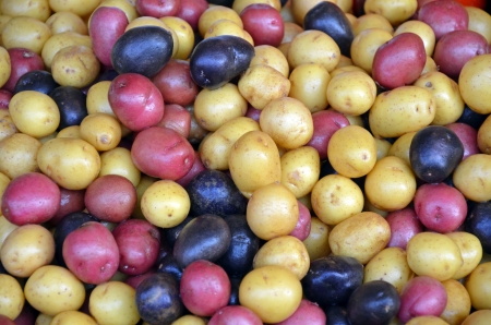 Colorful nugget potatoes on display at marketの写真素材