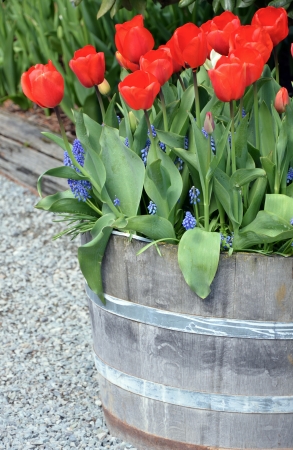 Wooden barrel planter with red spring tulips in bloomの写真素材