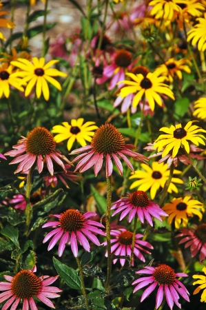 Colorful echinacea garden in summerの写真素材