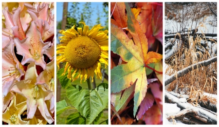 Collage depicting the beauty of the four seasonsの写真素材