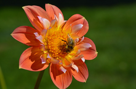 Honey bee gathering nectar from orange dahlia flowerの写真素材