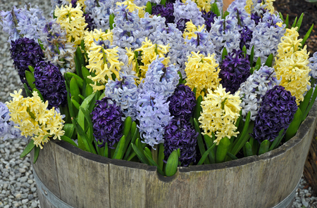 Blue, yellow and purple spring hyacinth flowersの写真素材